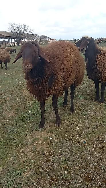 Mal-qara: Qoyun satılır – yerli qara başlı, qəhvəyi yunlu sürü heyvanı - — 9