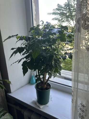 стеклянный чайник цена: Китайская Роза 🌹. Цена :2500