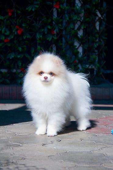 Продажа собак: Шпиц, 5 месяцев, Самец — 6