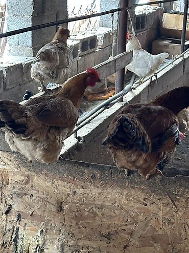 Птицы: Домашние куры — 13