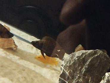 Balıqlar: Cixlid balığı -da lalafo.az — 12 Balıqlar: Cixlid balığı — 12