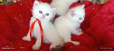 Pişiklər: Şotland, Erkək, Dişi, Yaxşı əllərə, Ödənişli çatdırılma, Ünvandan götürmə, Rayonlara çatdırılma — 6