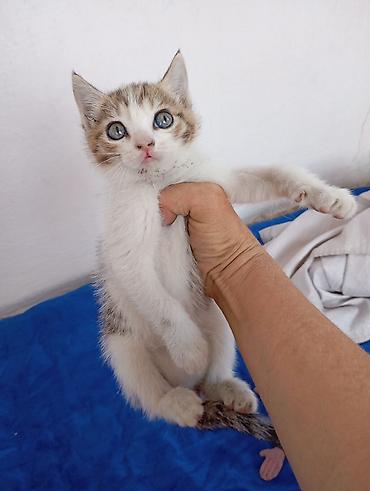 щенки сао: Котёнок мальчик 1,5 месяцев игручий ласковый — 1