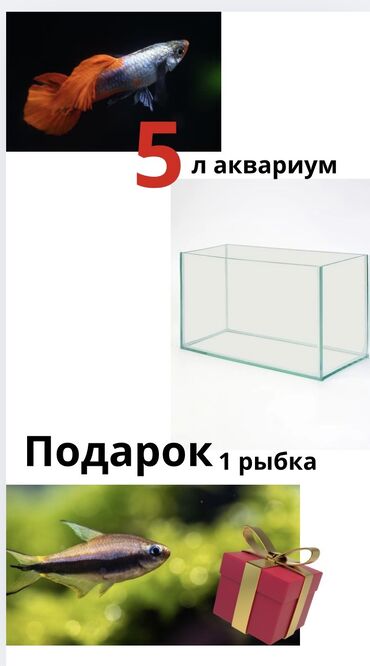 клетки для животных: Аквариум 5 Литров по СКИДКЕЕЕЕЕЕЕЕЕ