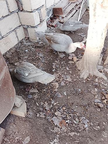 Ördəklər: Salam heyvanlar kom satilir 5feredi 1de erkey yumurtaya hazir -da lalafo.az — 6 Ördəklər: Salam heyvanlar kom satilir 5feredi 1de erkey yumurtaya hazir — 6