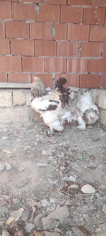 brama cucə satışı: Toyuq, Brama, Damazlıq — 2