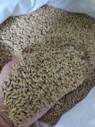 Gübrələr: Arpa toxumu – keyfiyyətli, təmizlənmiş və ələnmiş - Məhsul: Arpa