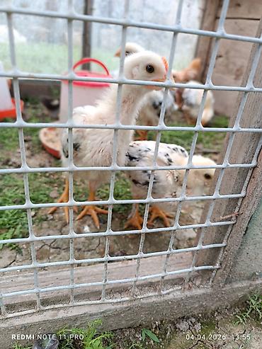 Cücələr: Toyuq cücələri, Ətlik, Ünvandan götürmə — 2