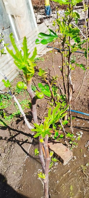 Другие фрукты: ИНЖИР ✅🌱 В весенний период!!!🌱 Откроем сезон продаж саженцев инжира — 7