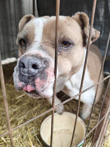 Отдам даром собаку: Собака даром: Бульдог, Более 5 лет, Самец, С прививкой — 5