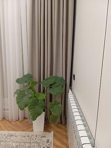 клубни алоказии: Алоказия (Alocasia), крупнолистная декоративно-лиственная. Описание — 4