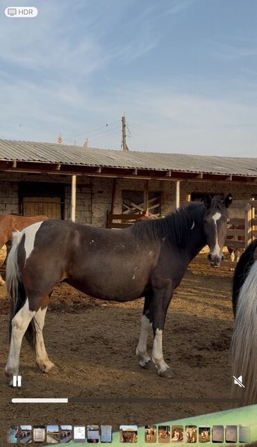 дойный аппарат для коров: Продаю | Кобыла (самка), Конь (самец), Жеребец | Рабочий