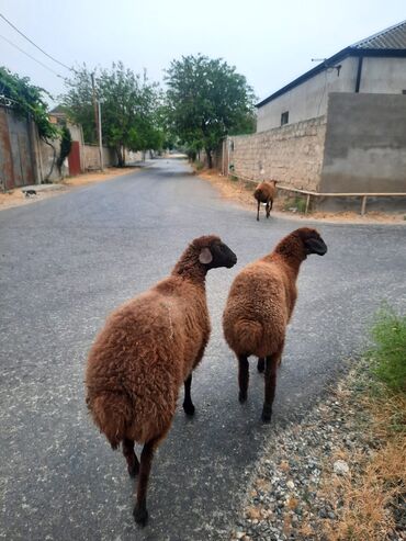 qoyun əti qiyməti: Dişi, Qala, il: 6, 25 kq, Damazlıq