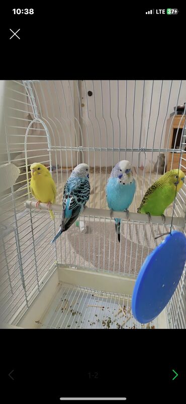 сетка от птиц: Продаю волнистых папугай 3 штуки сетка очень большая в подарок 🎁 ! 1
