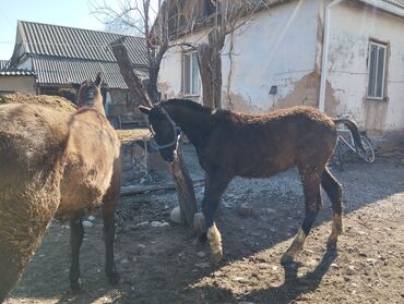 купить лошадь полутяж: Продаю | Жеребенок | Для разведения