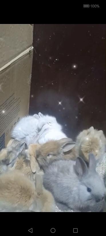 Dovşanlar: Cins ve yerli dovşan balalari. Böyuyen ve boyumeyen. Tek ve top — 6