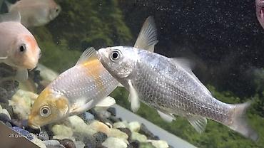koi balığı: Sülhsevər — 9