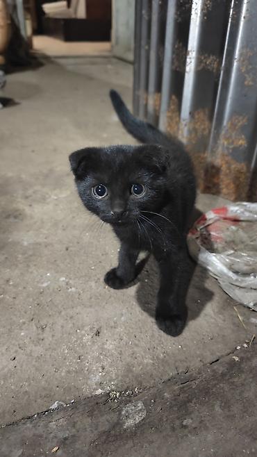 котенок вислоухая: Скотиш Фолд (Шотландская вислоухая), 2 месяца, Девочка — 3