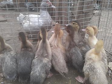 Ördəklər: Erkək, | Macar, Damazlıq, Ünvandan götürmə — 6