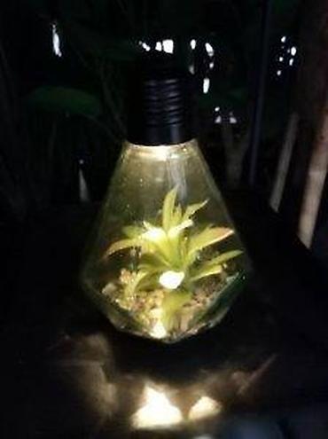 silvercrest mini rerna: VELIKA SIJALICA SA VESTACKOM BILJKOM NOVA LED LAMPA AKCIJA | Cene — 10