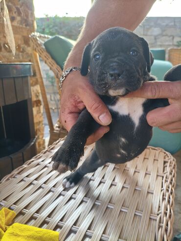 İtlər: 1 ay, Peyvəndli, Rayonlara çatdırılma, Ünvandan götürmə, Pulsuz çatdırılma — 27