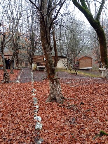 Restoran, kafelər: Masalli İsti su yaxin. 3 hektar ərazi 7 katej 6 bisetka. Tam islek -da lalafo.az — 25 Restoran, kafelər: Masalli İsti su yaxin. 3 hektar ərazi 7 katej 6 bisetka. Tam islek — 25