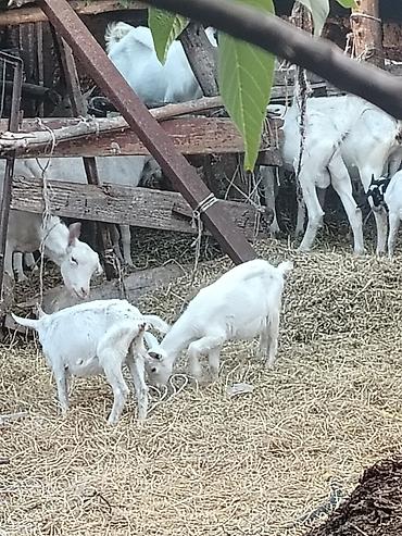 маток: Продаю | Коза (самка) | Для разведения — 3