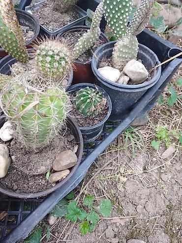 kalatea slike: Kolekcija kaktusa – više vrsta u saksijama - Opuntia (indijska — 5