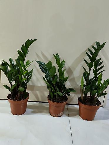 palm: Otaq bitkiləri – dekorativ saksı kolleksiyası Tərkib: - Dracaena — 7