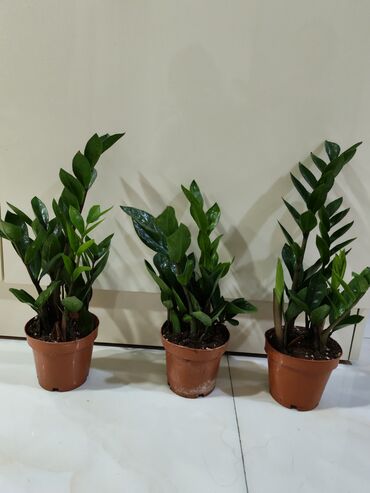 Otaq bitkiləri: Otaq dekoru üçün 4 müxtəlif qapı bitkisi paketi 1) Areka xurması — 9