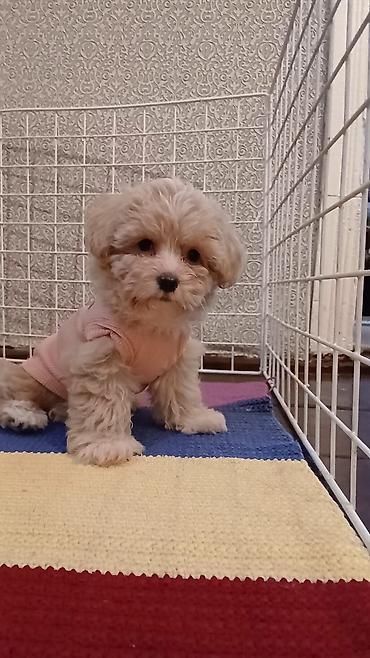 İtlər: 3 ay, Dişi, Peyvəndli, Ünvandan götürmə — 9