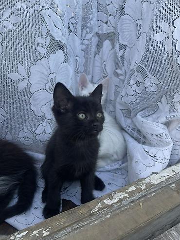 кошка шатланка: Котята, помет из 4 малышей, домашние. - Окрас: белый с нежно-розовыми — 3