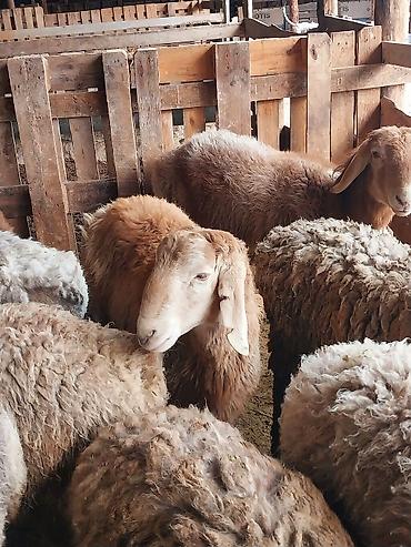 Баран, овца: Продаю | Баран (самец) | Для разведения | Матка — 1