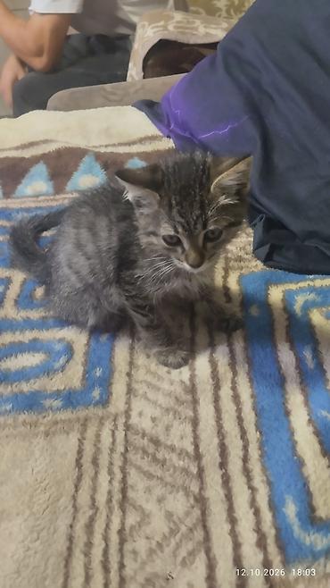 котята простые: 1 месяц, Мальчик, Приучена к лотку — 2