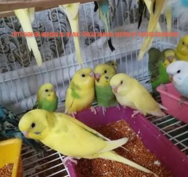 Tutuquşu təzə yemə düşmüş balalar cütü 25manat qəfəslə bir yerdə