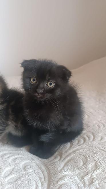 Pişiklər: Şotland — 4