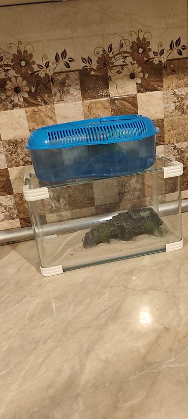 quppi baliqlari haqqinda: Akvaryum və tısbağa evi seti - Şüşə akvaryum: düzbucaqlı forma — 1