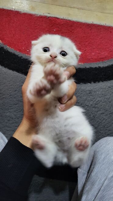 Pişiklər: Şotland yastı qulaq — 11