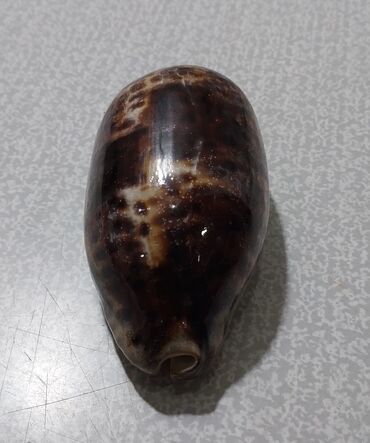 Digər kolleksiyalar: Rakuşka (balıq qulağı) satılır, xaricdən gəlmədir, nadir növdür, çox — 9