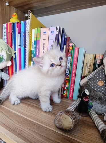 Pişiklər: Britan -da lalafo.az — 8 Pişiklər: Britan — 8