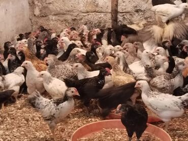 broyler toyuqları satisi: Toyuq, Ətlik, Ödənişli çatdırılma