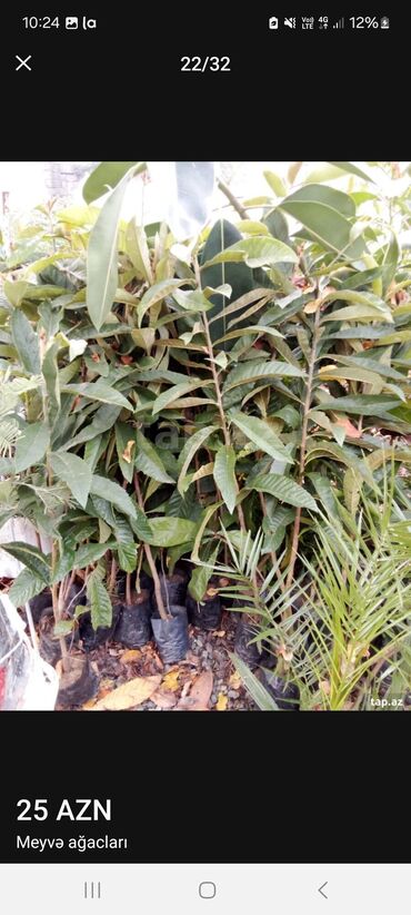 Tinglər: Müxtəlif dekorativ və meyvə ağaclarının tingləri. • Xurma-narıngi — 19