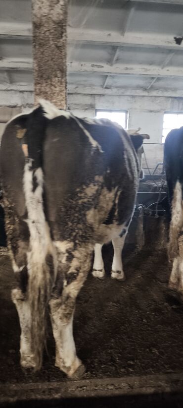 Коровы, быки: Продаю | Корова (самка) — 22