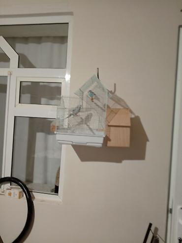 сколько стоит собака бу: Cüt erkəy tişi papuqay ünvan Şəmkir rayon Zəyəm cırdaxan kəndi — 1