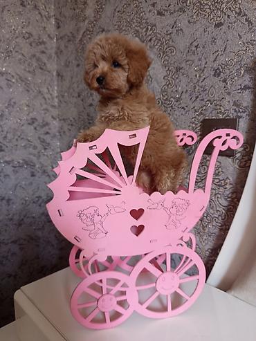 İtlər: Pudel, 2 ay, Dişi — 5