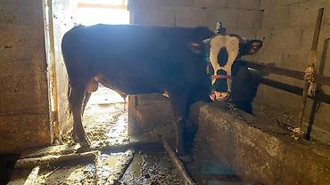 Коровы, быки: Продаю | Бык (самец) | Привязанные — 3