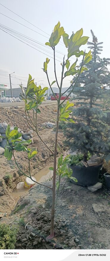 Декоративные деревья: Саженцы деревьев: Магнолии — 16