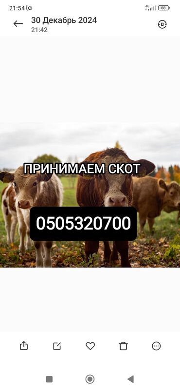 баран на продажу: Куплю | Коровы, быки, Лошади, кони | Круглосуточно, Любое состояние, Забитый