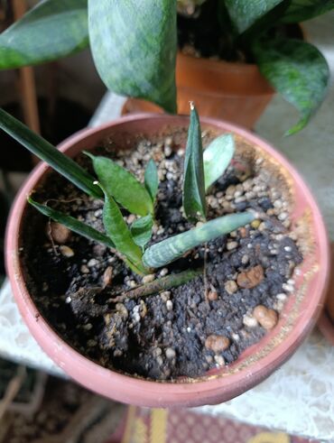 Драцены и Сансевиерии: Сансевьерии (сансевиерия цилиндрическая и полосатая/вариегатная) в — 3