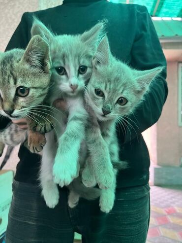 Коты: Ищю новый дом для маленьких котят 3 месяцак лотку приучены кушают